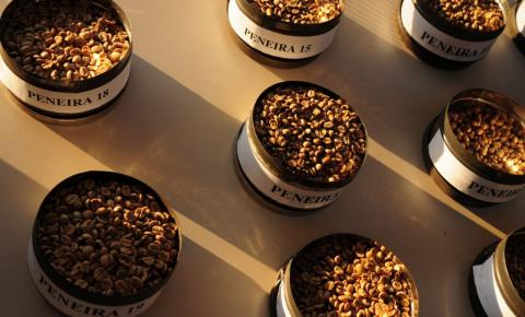 Unicamp: cientistas concluem sequenciamento genético do café arábica