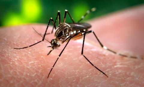Estudo mostra que é possível prever epidemias de chikungunya por meio de vigilância