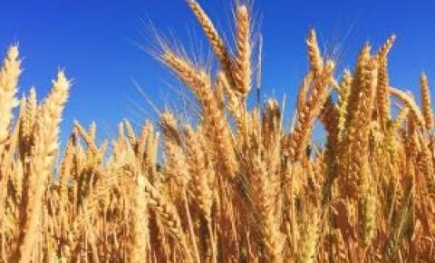 Dia do trigo: segundo tipo de alimento mais consumido do mundo conquistou o mercado cervejeiro