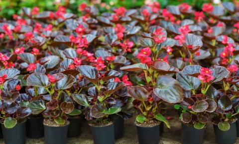 Plantas Com Flores Vermelhas: Uma Explosão de Cor para o Seu Jardim