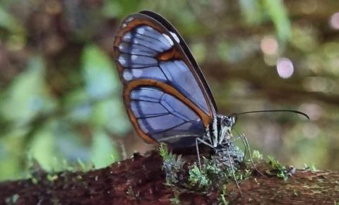 SP avança em censo de borboletas utilizadas como indicador ambiental